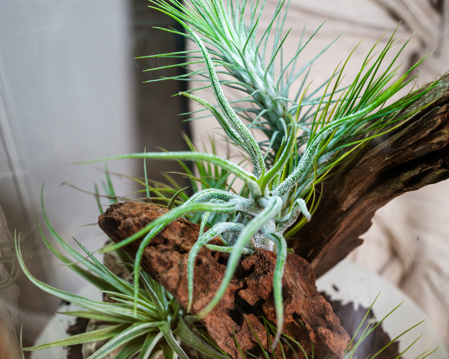Airplant - tillandsia pruinosa