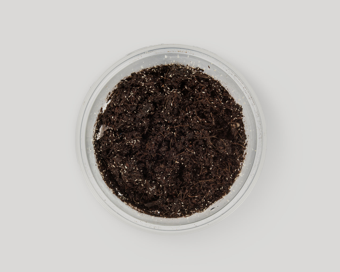 Baiosphere rainforest soil in a bowl with tropical springtails