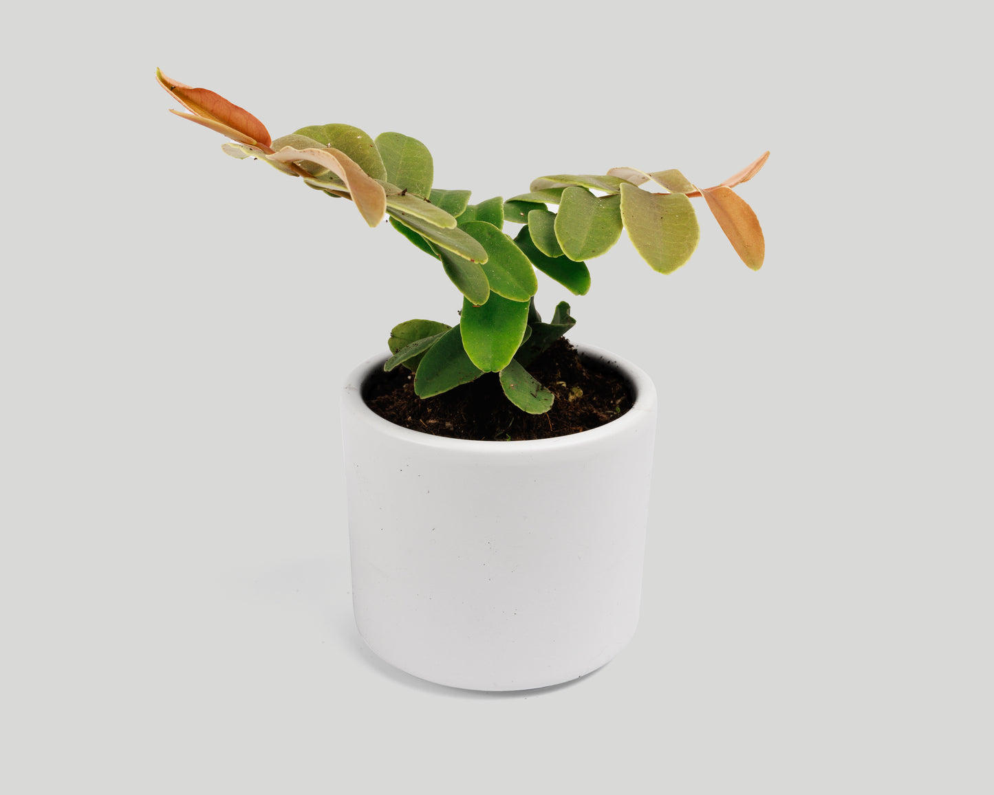 Marcgravia sintenisii