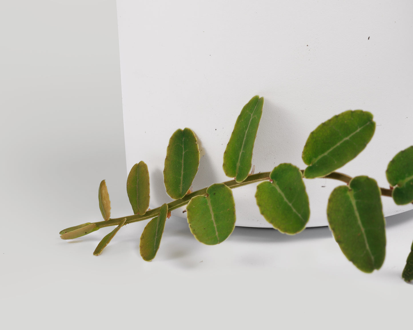 Marcgravia umbellata