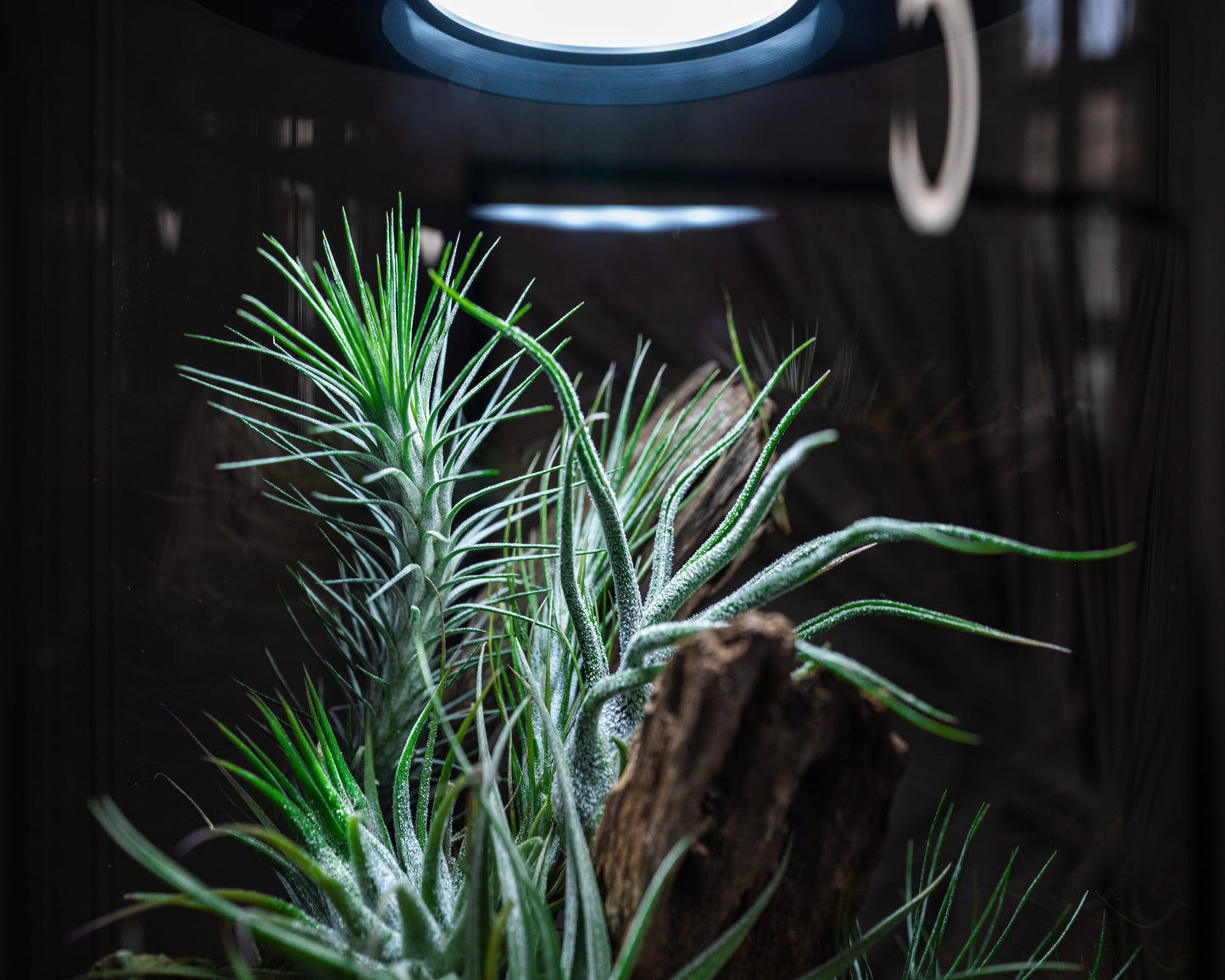 Airplant - Tillandsia funckiana