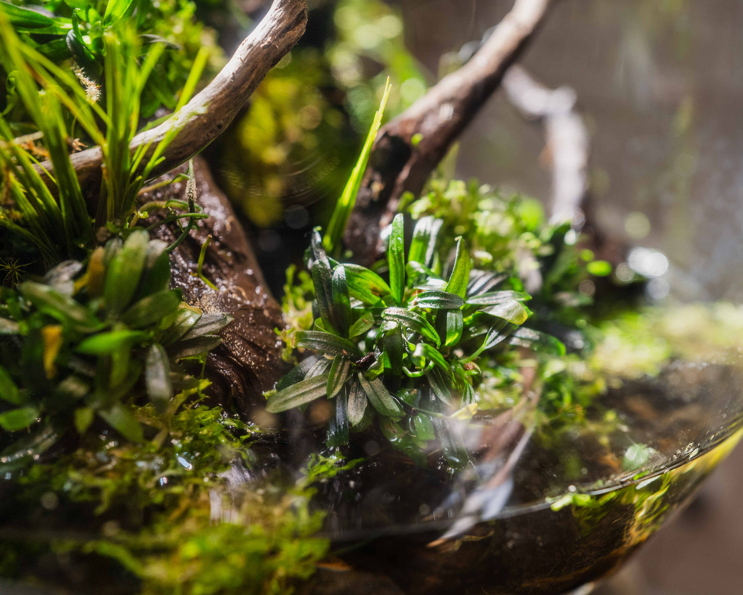Bucephalandra serimbu brown