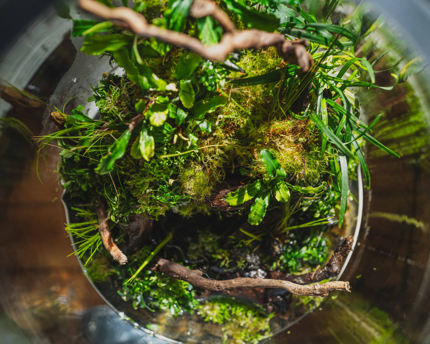 Bucephalandra serimbu brown