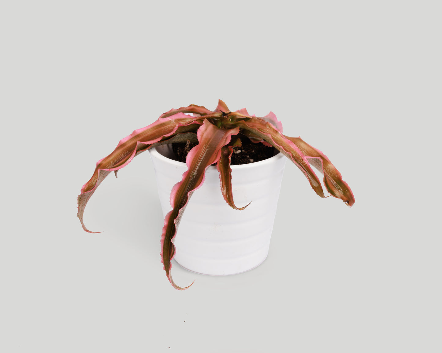 Red Star - Earth bromeliad