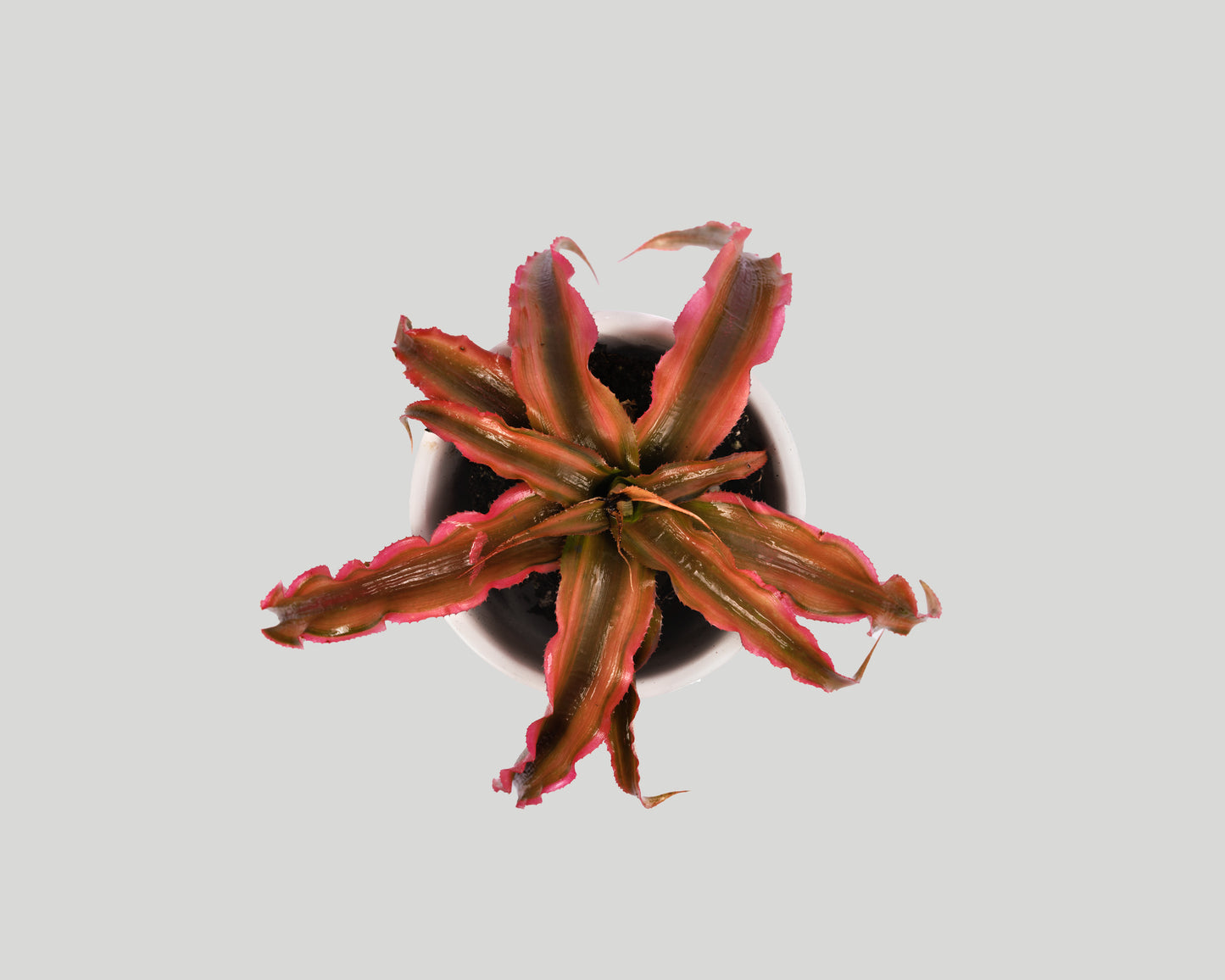 Red Star - Earth bromeliad