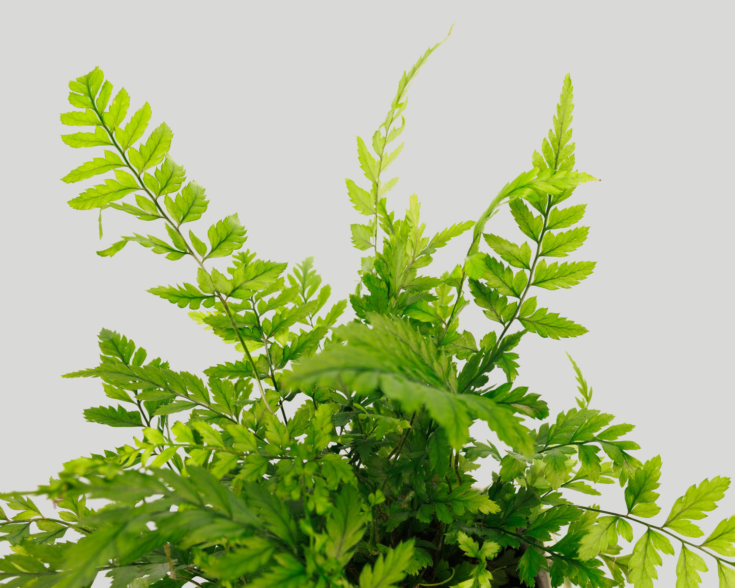 Fern - Athyrium filix-femina