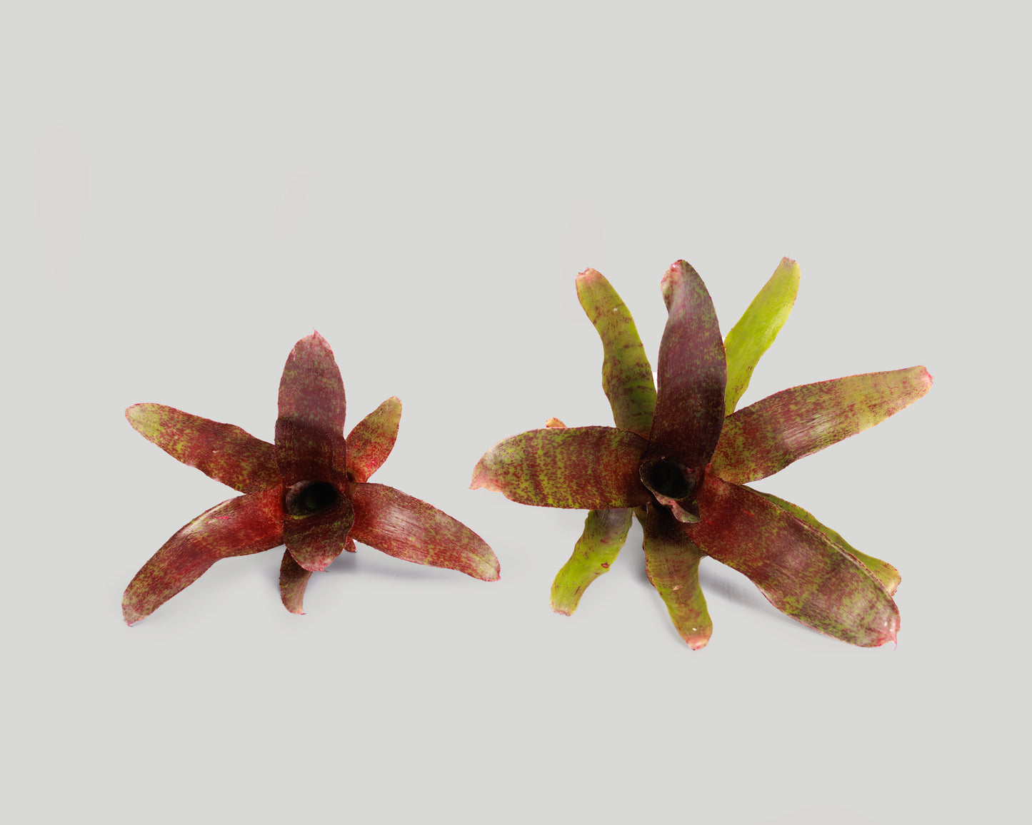Neoregelia Atlantis