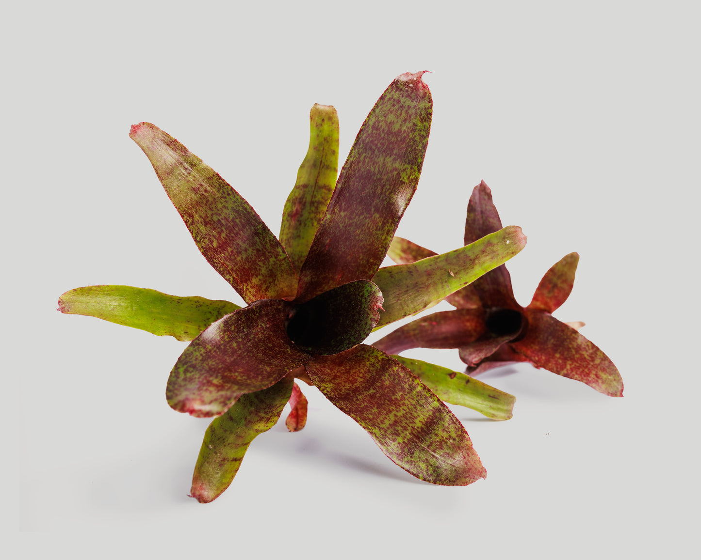Neoregelia Atlantis