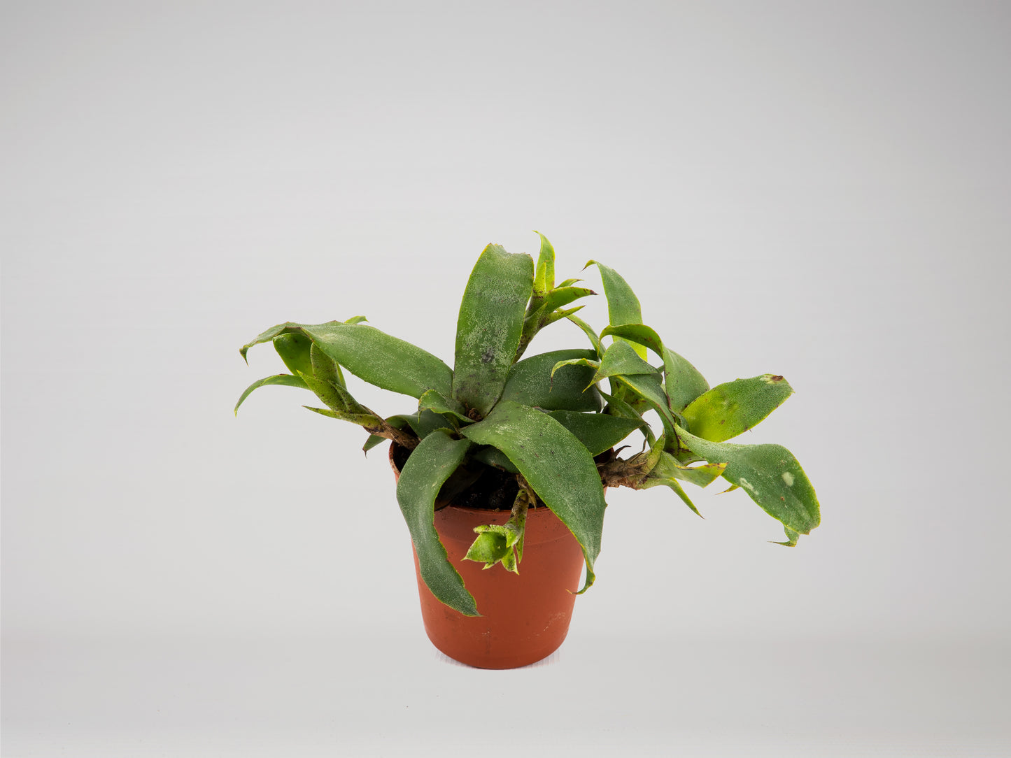 Dwarf bromeliad - Neoregelia lilliputiana