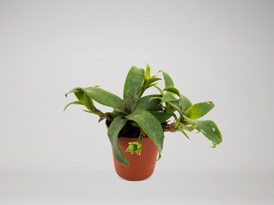 Dwarf bromeliad - Neoregelia lilliputiana