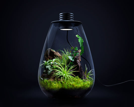 Baiosphere Mini scaped with rainforest set