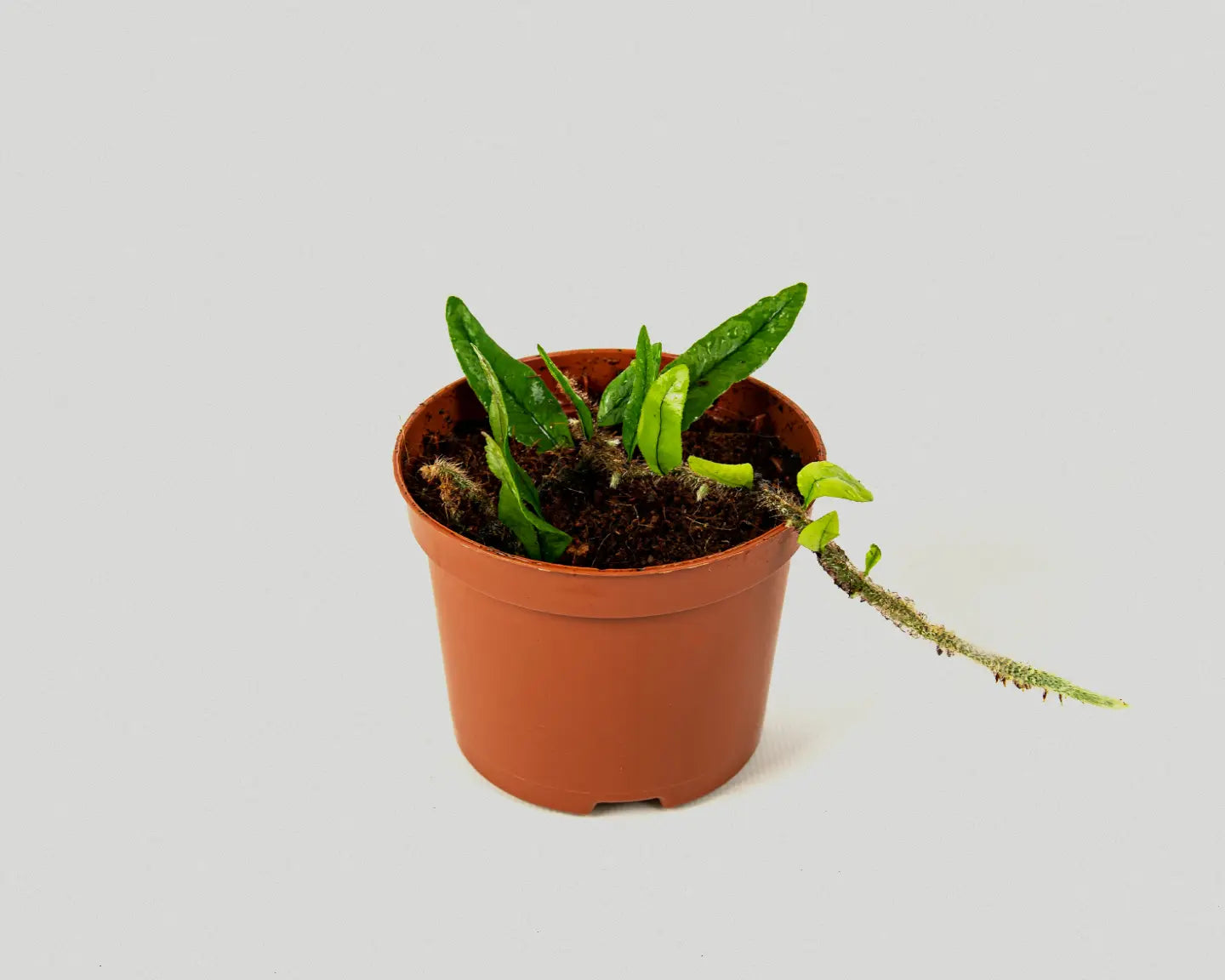 Climbing fern - Microgramma Vaccinifoli