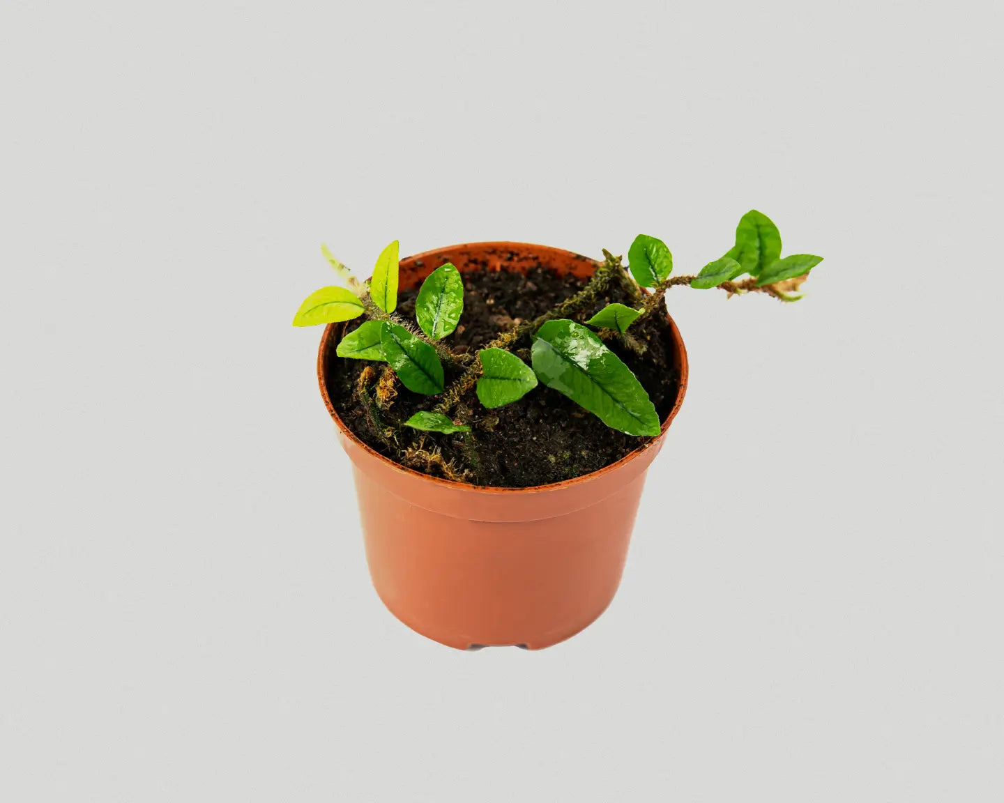 Climbing fern - Microgramma Vaccinifoli