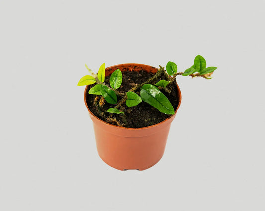 Climbing fern - Microgramma Vaccinifoli