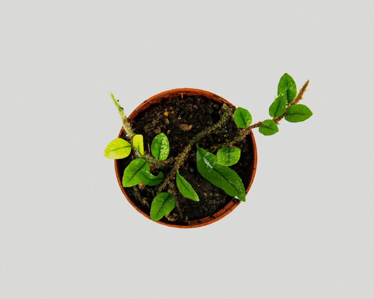 Climbing fern - Microgramma Vaccinifoli