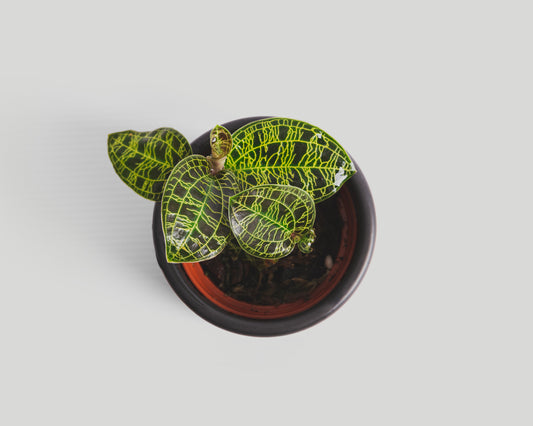 Jewel orchid - Macodes petola