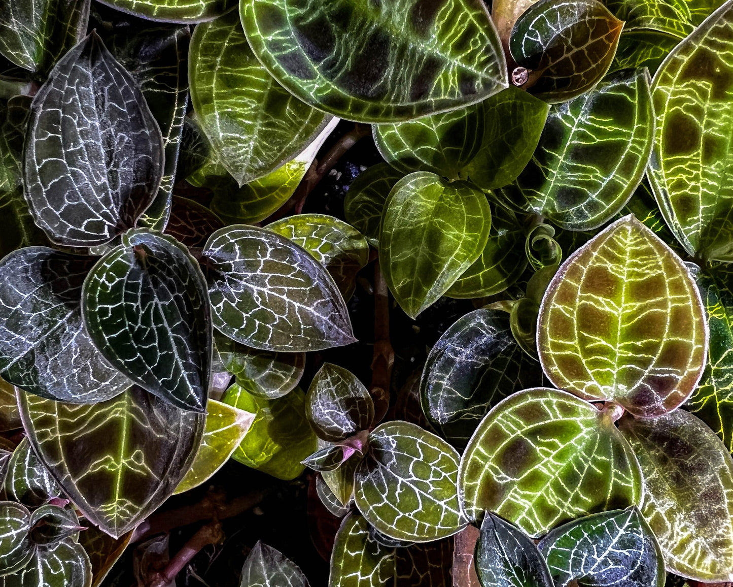 Close up of Jewel orchid - Macodes petola