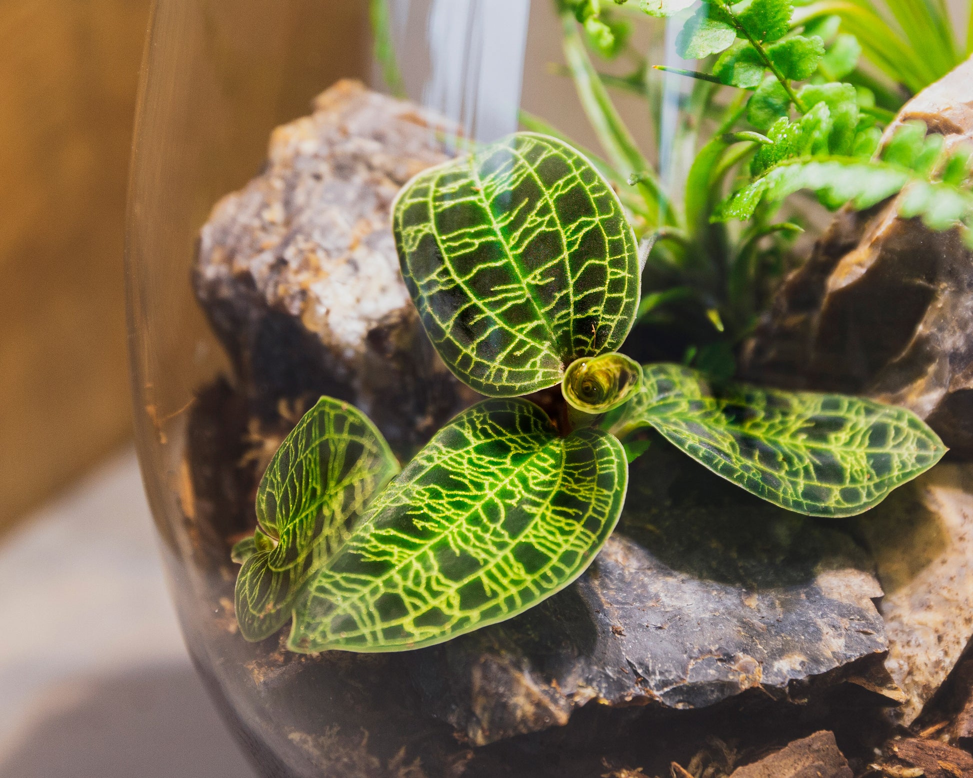 Close up of Jewel orchid - Macodes petola
