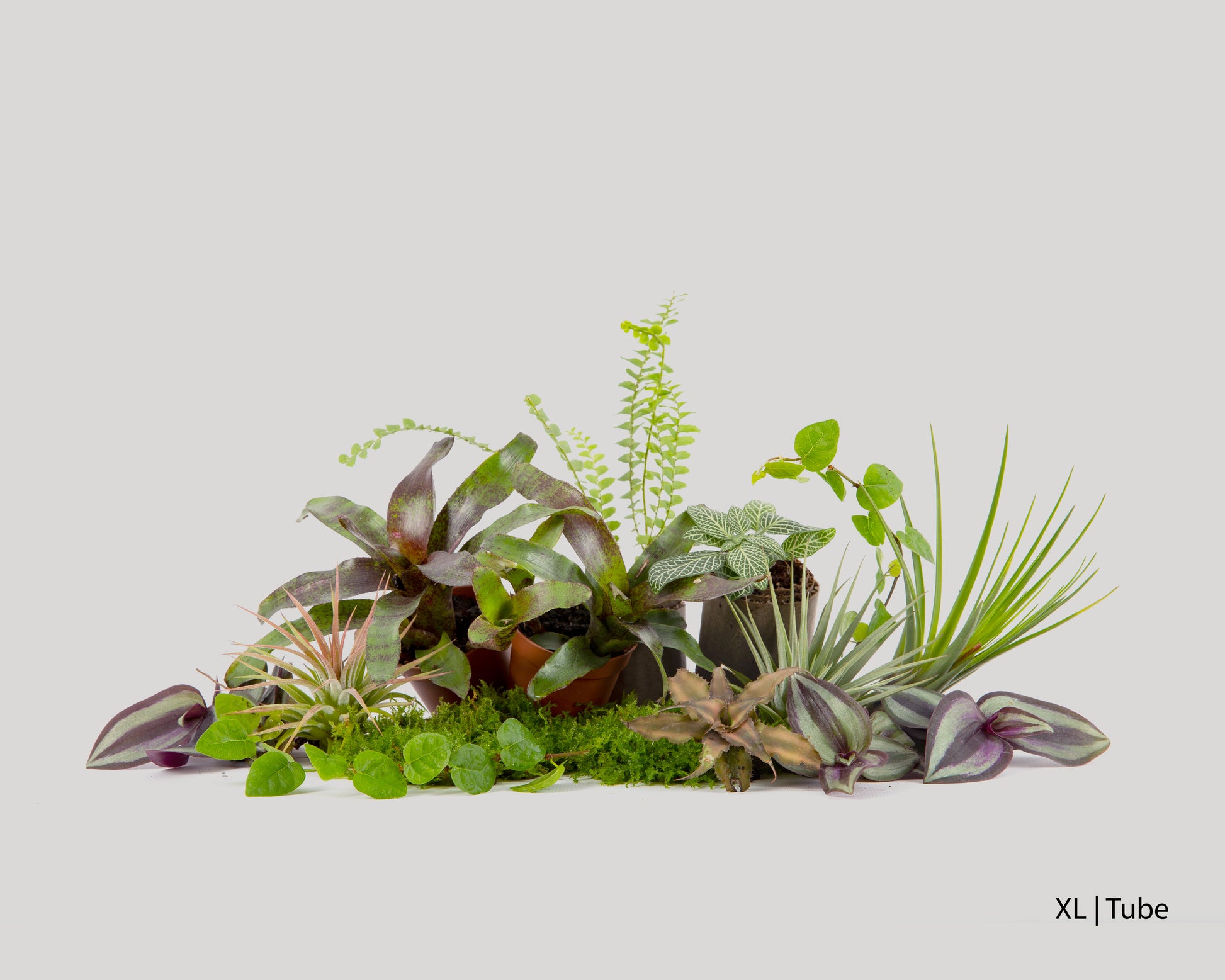 Baiosphere rainforest plant set for Baiosphere XL and Tube