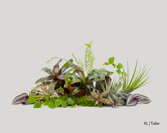 Baiosphere rainforest plant set for Baiosphere XL and Tube