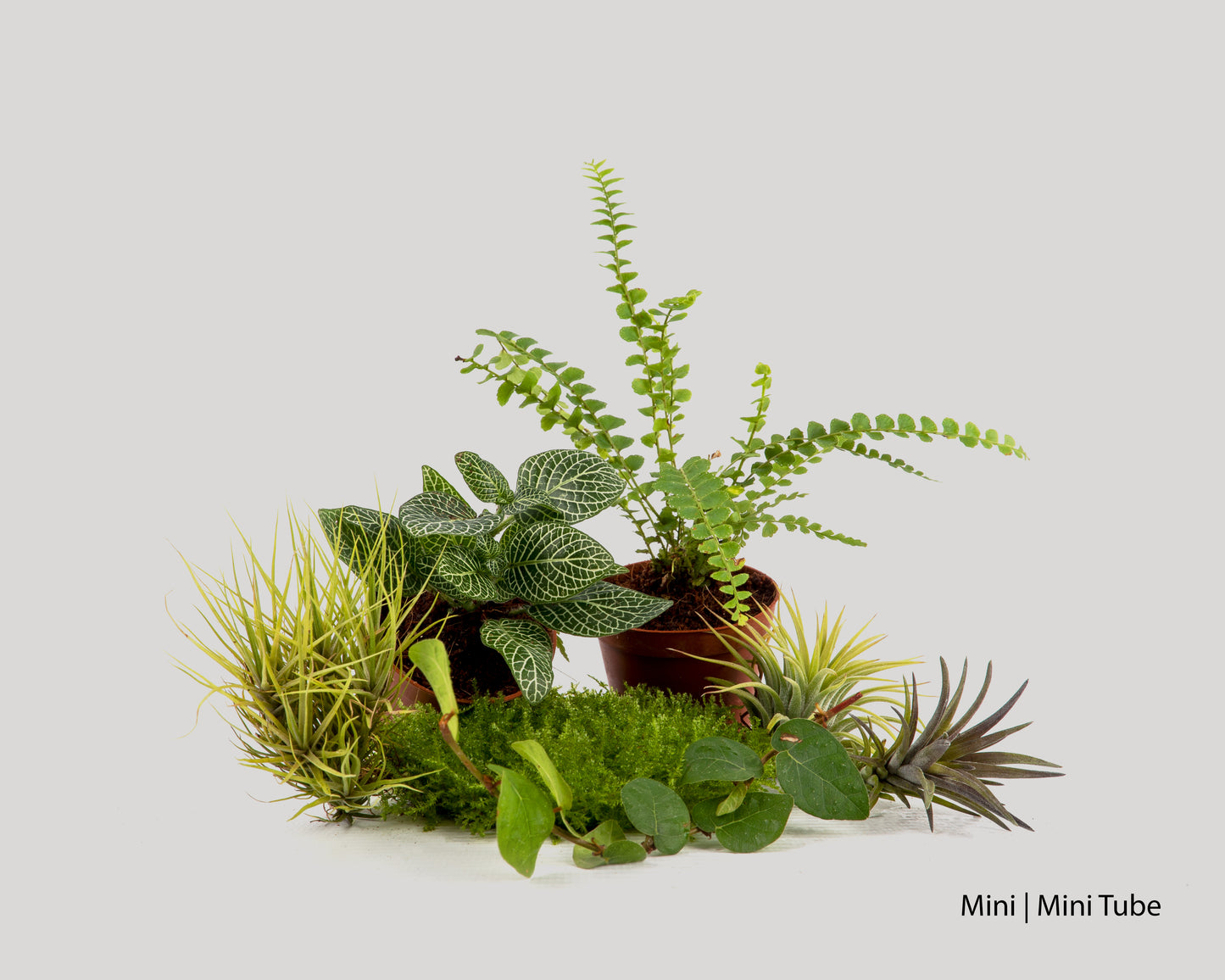 Baiosphere rainforest plant set for Baiosphere Mini and Mini Tube