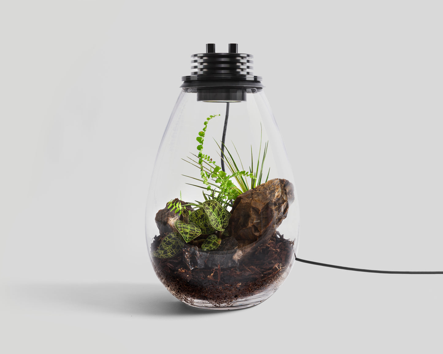 Scaped Baiosphere Original with Jewel Orchid scaping set