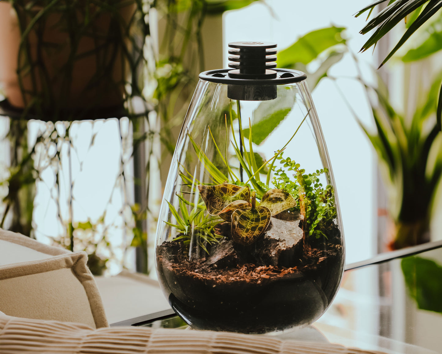 Scaping set - jewel orchid