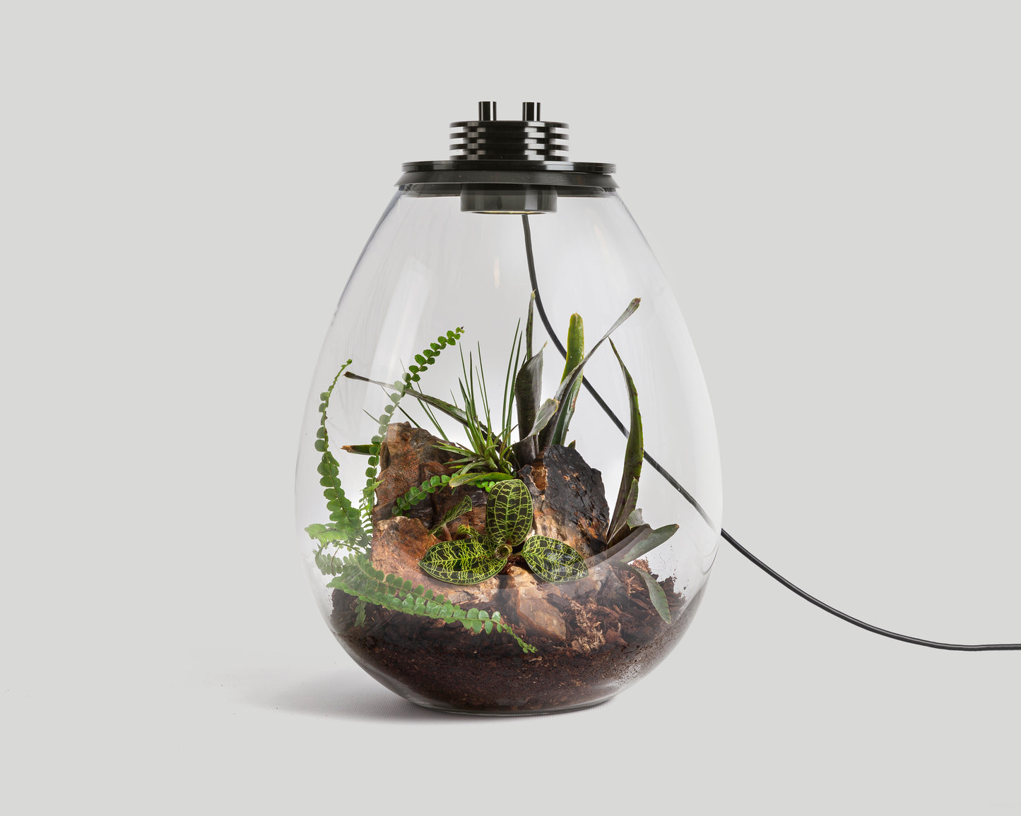 Scaped Baiosphere XL with Jewel orchid scaping set