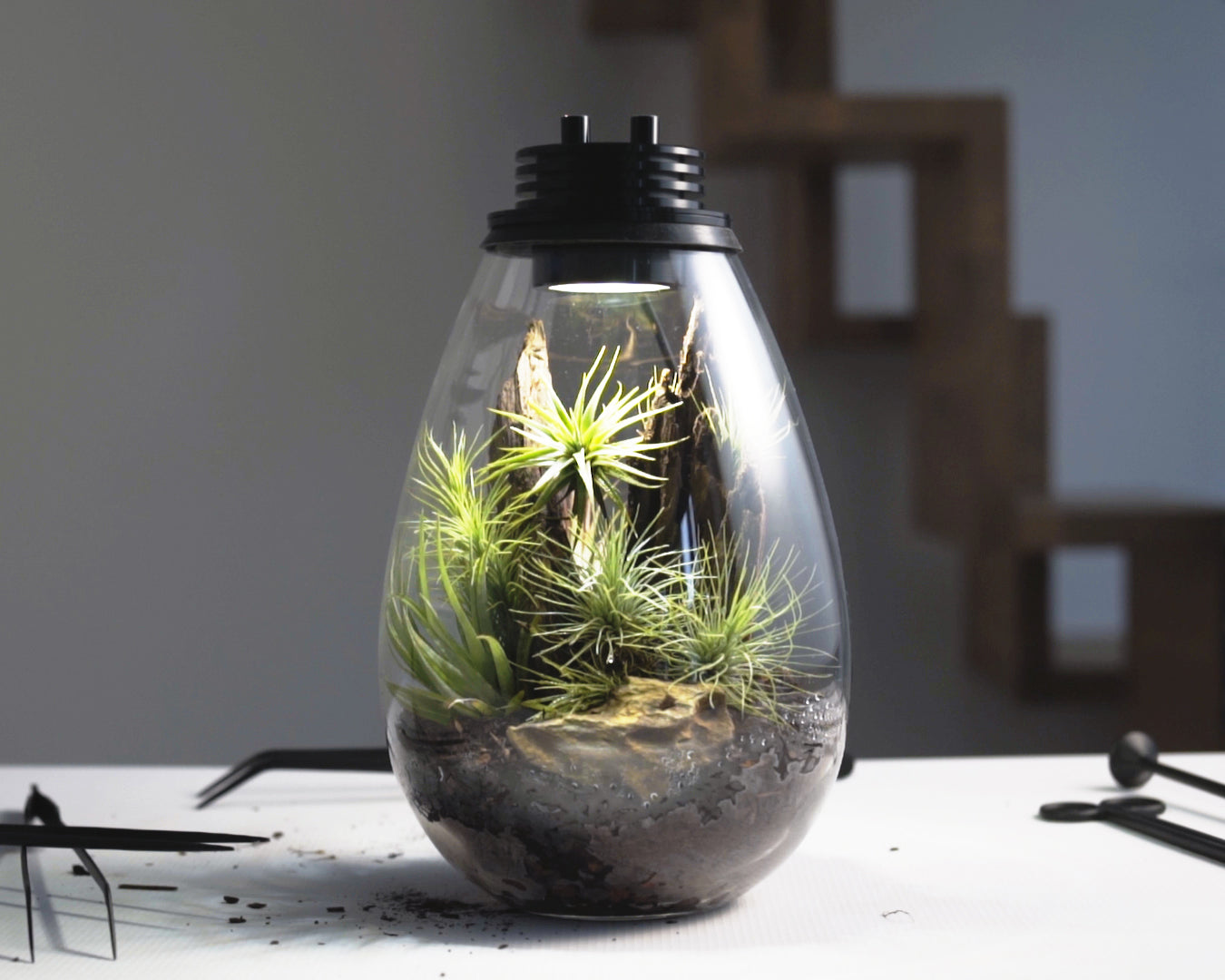 Scaped Baiosphere Original with Tillandisia scaping set