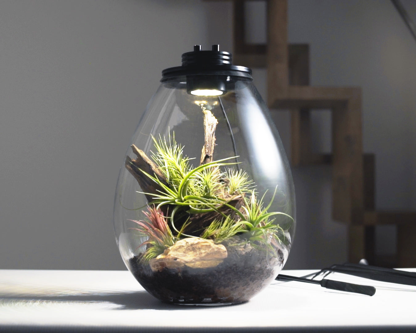 Scaped Baiosphere XL with Tillandisia scaping set