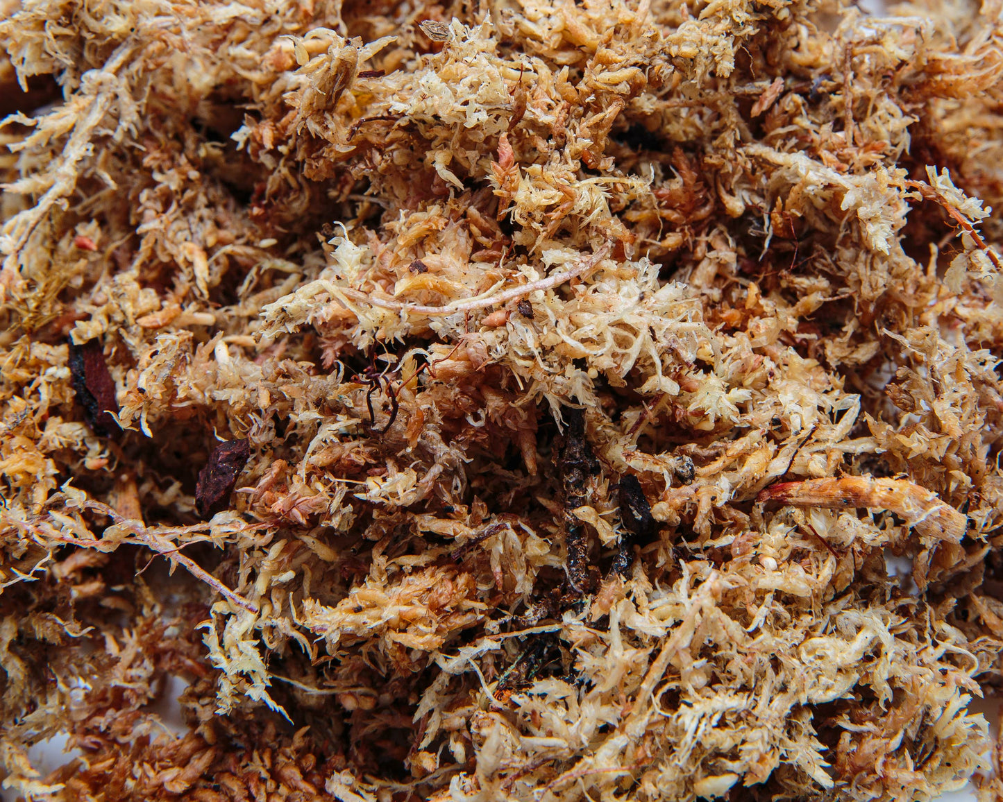 Sphagnum moss - 0.5 L