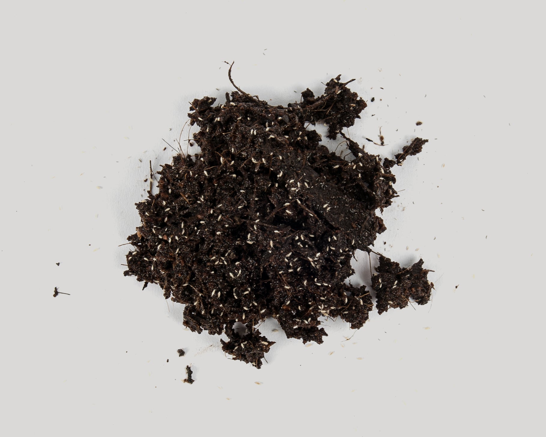 Soil with tropical springtails