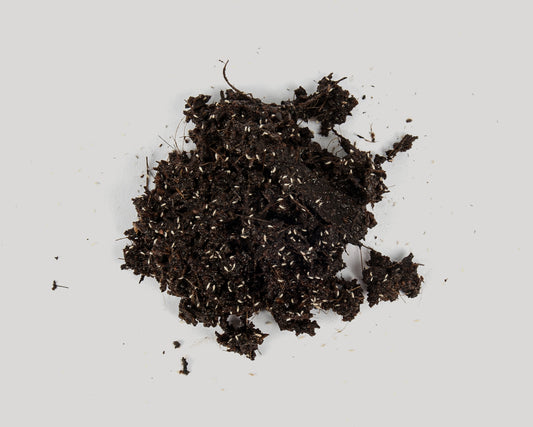 Soil with tropical springtails