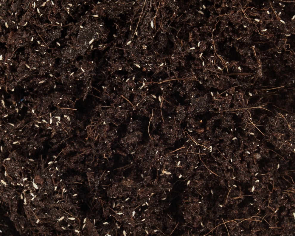 Close up of soil with tropical springtails