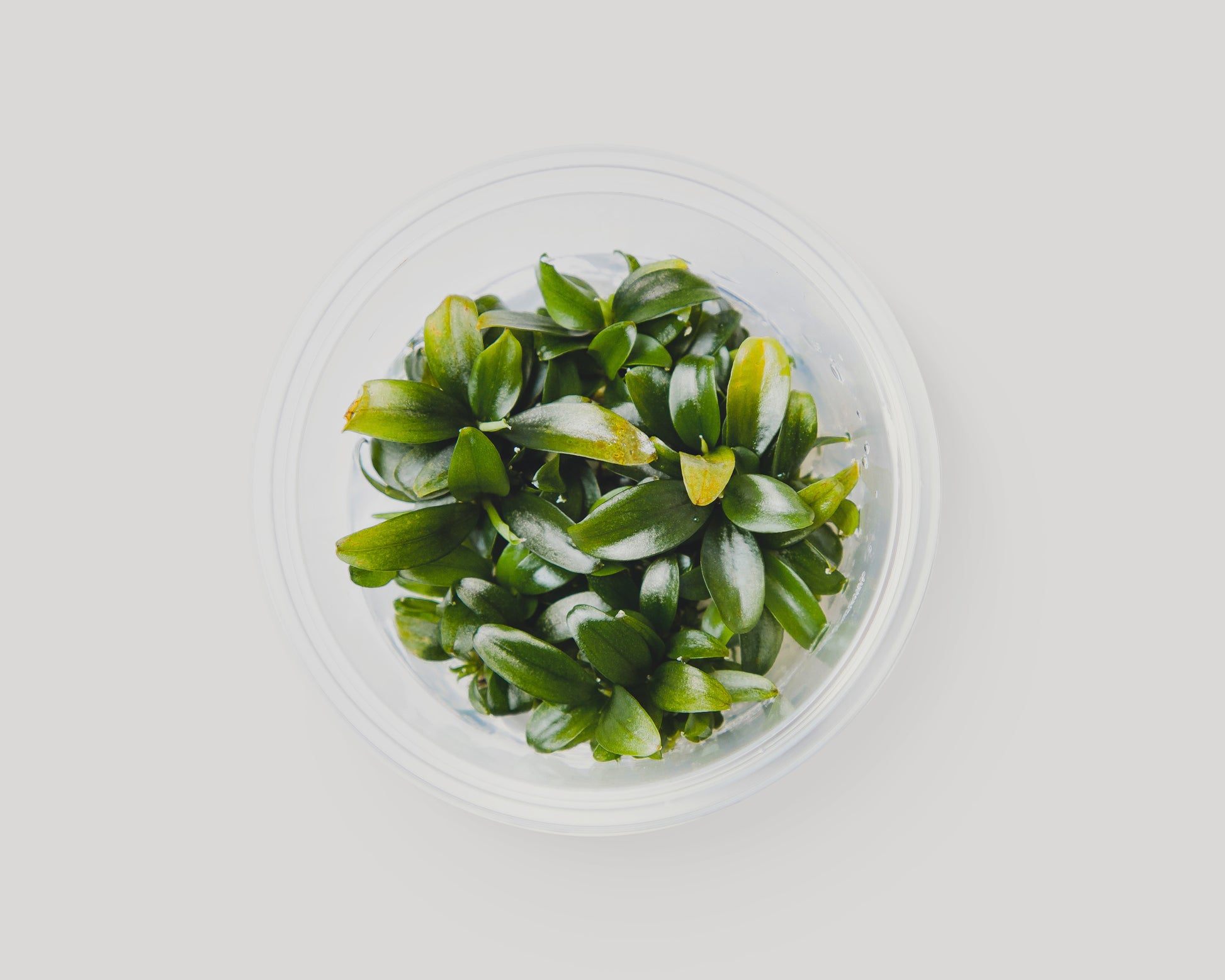 Bucephalandra serimbu brown in bowl - grown in vitro