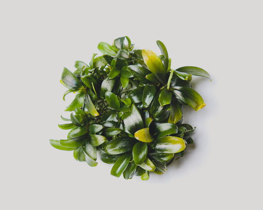 Bucephalandra serimbu brown grown in vitro