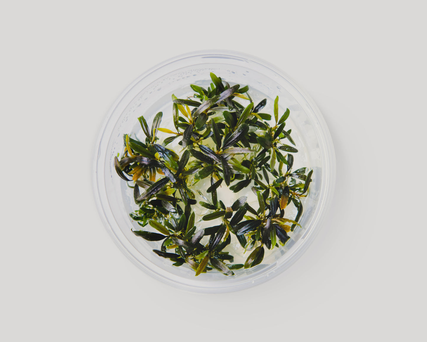 Bucephalandra velvet tricolor in bowl - grown in vitro