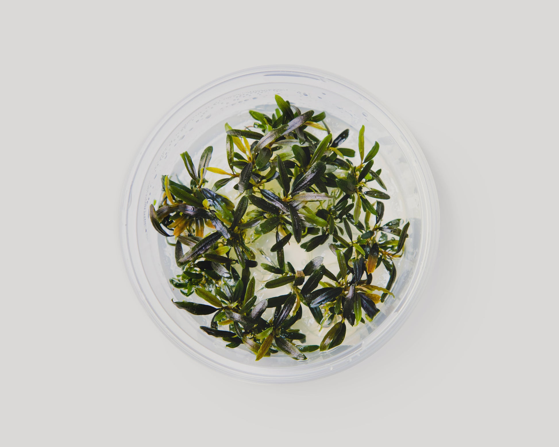 Bucephalandra velvet tricolor in bowl - grown in vitro