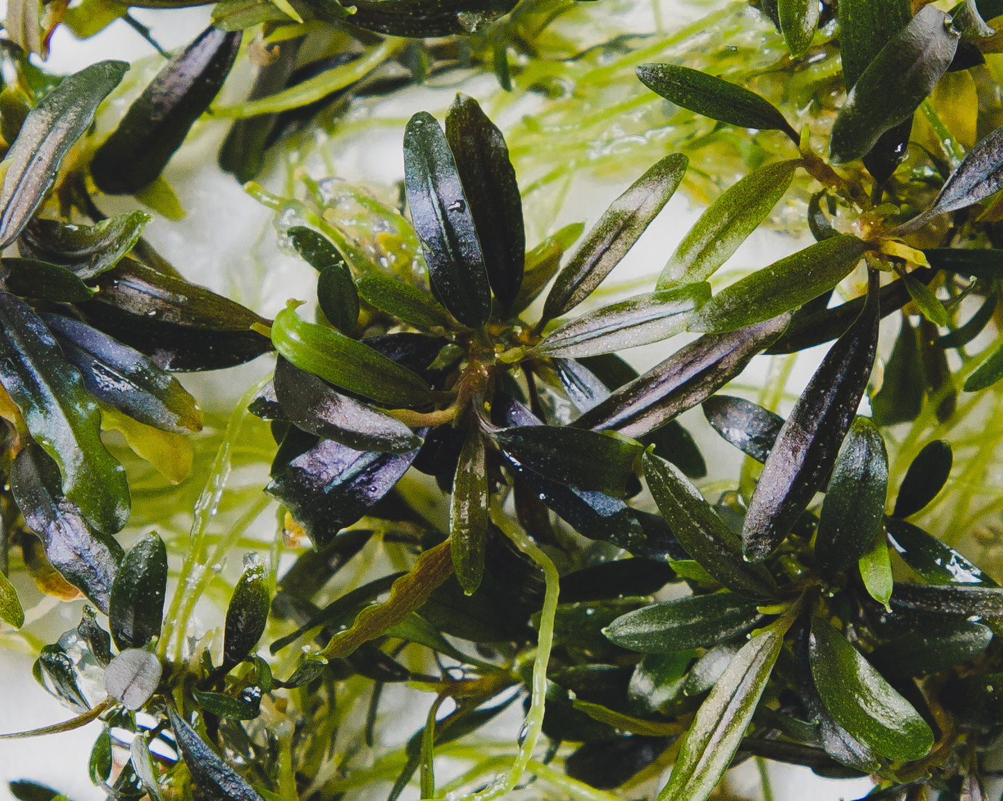 Close up of Bucephalandra velvet tricolor grown in vitro