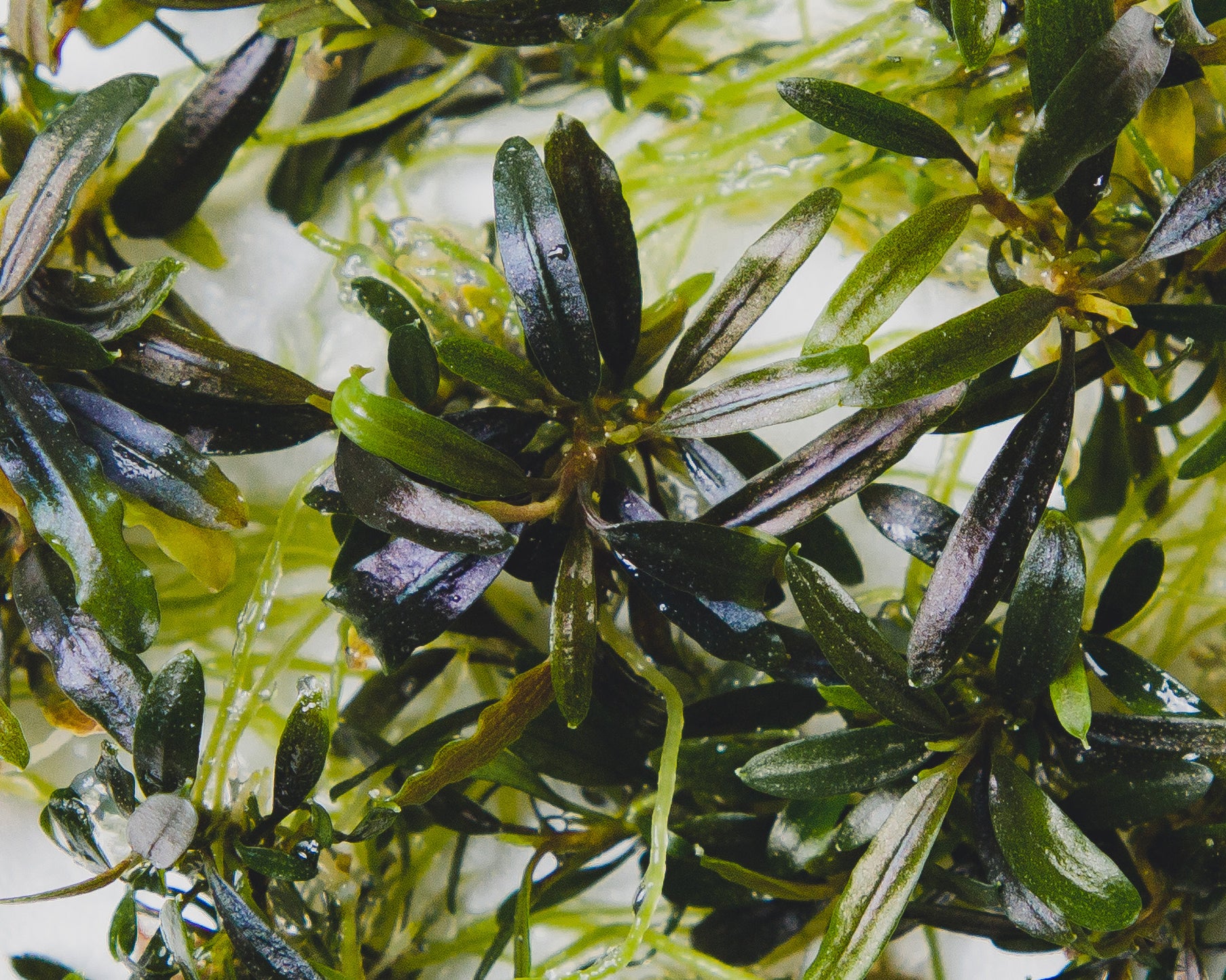 Close up of Bucephalandra velvet tricolor grown in vitro