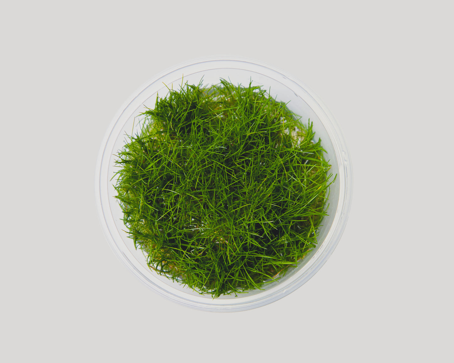 Eleocharis acicularis (needle spike-rush) in bowl - grown in vitro