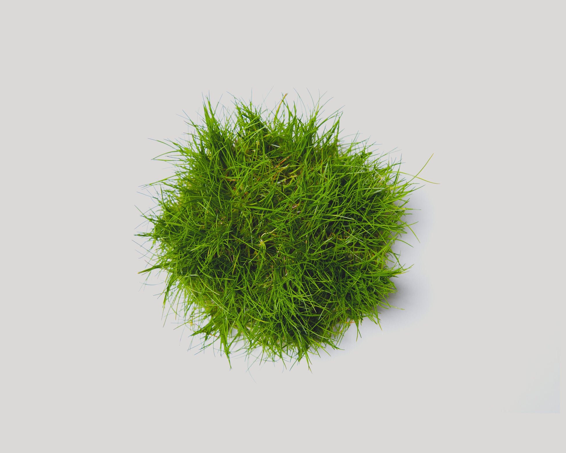 Eleocharis acicularis (needle spike-rush) - in vitro