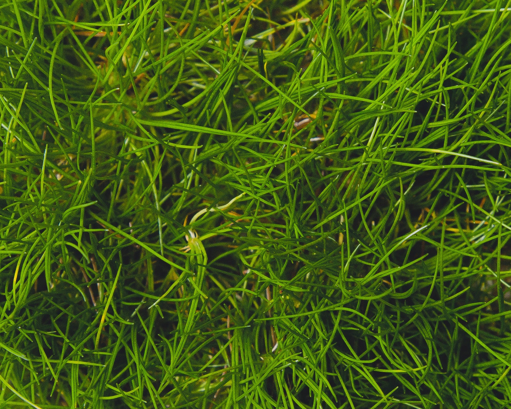 Close up of Eleocharis acicularis (needle spike-rush)