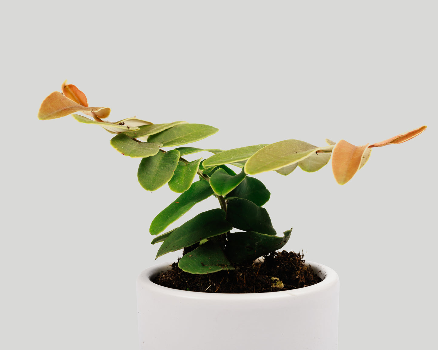 Marcgravia sintenisii