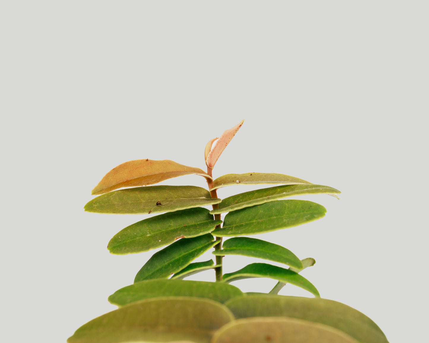 Marcgravia sintenisii