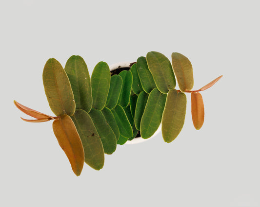 Marcgravia sintenisii