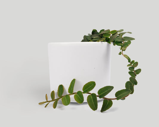 Marcgravia umbellata