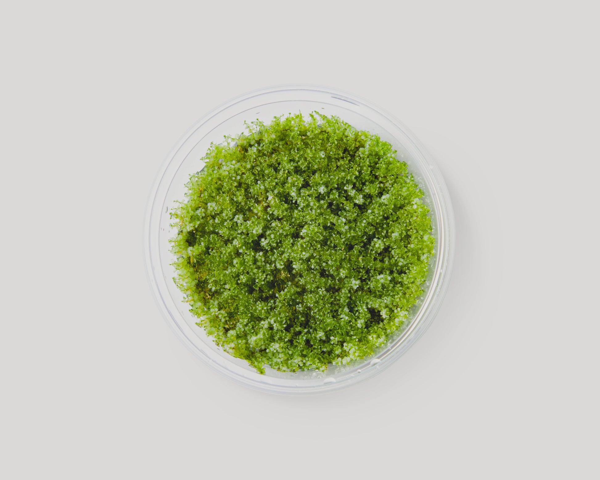 Plagiomnium affine (pearl moss) in bowl - grown in vitro