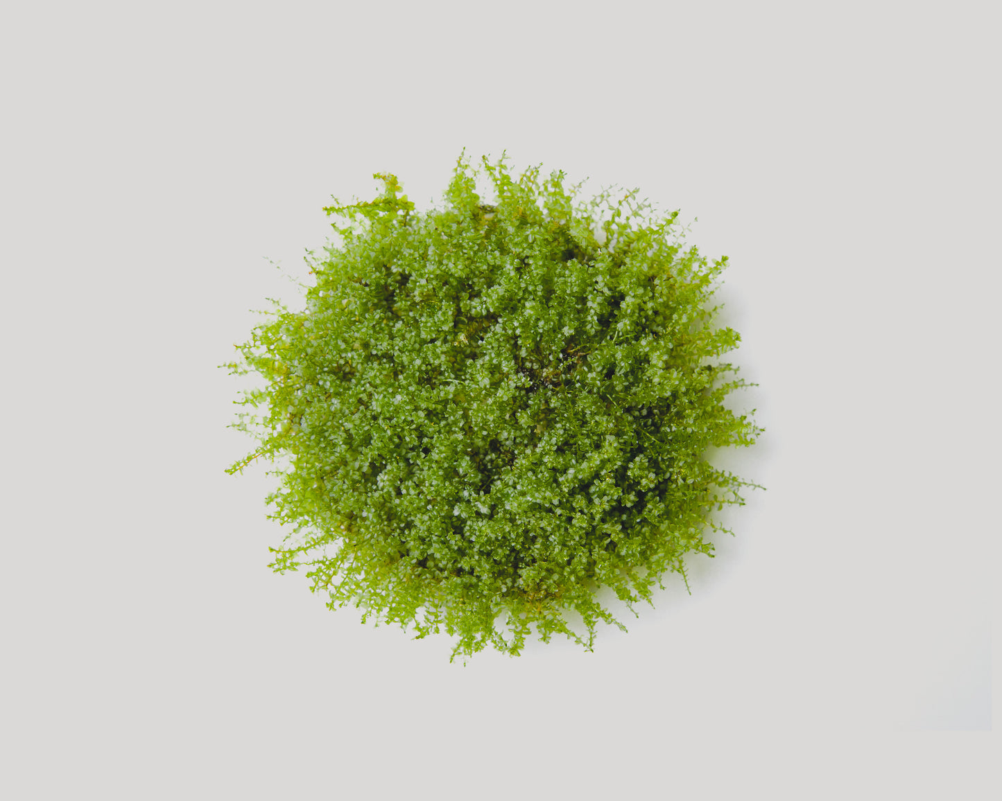 Plagiomnium affine (pearl moss) grown in vitro