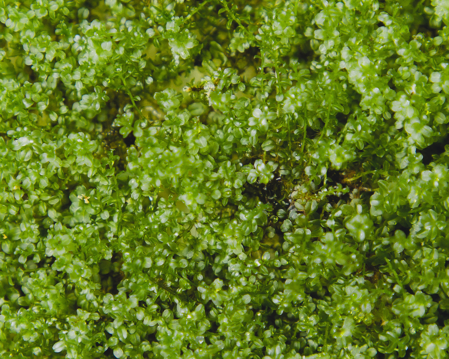 Close up of Plagiomnium affine (pearl moss) in vitro
